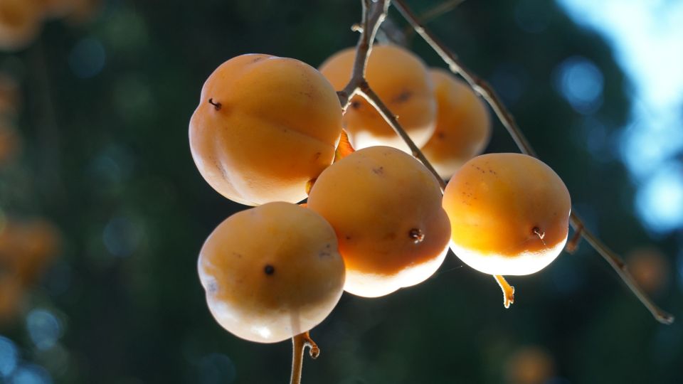 � ���� ����� ���� � ���� ������ ����� �����