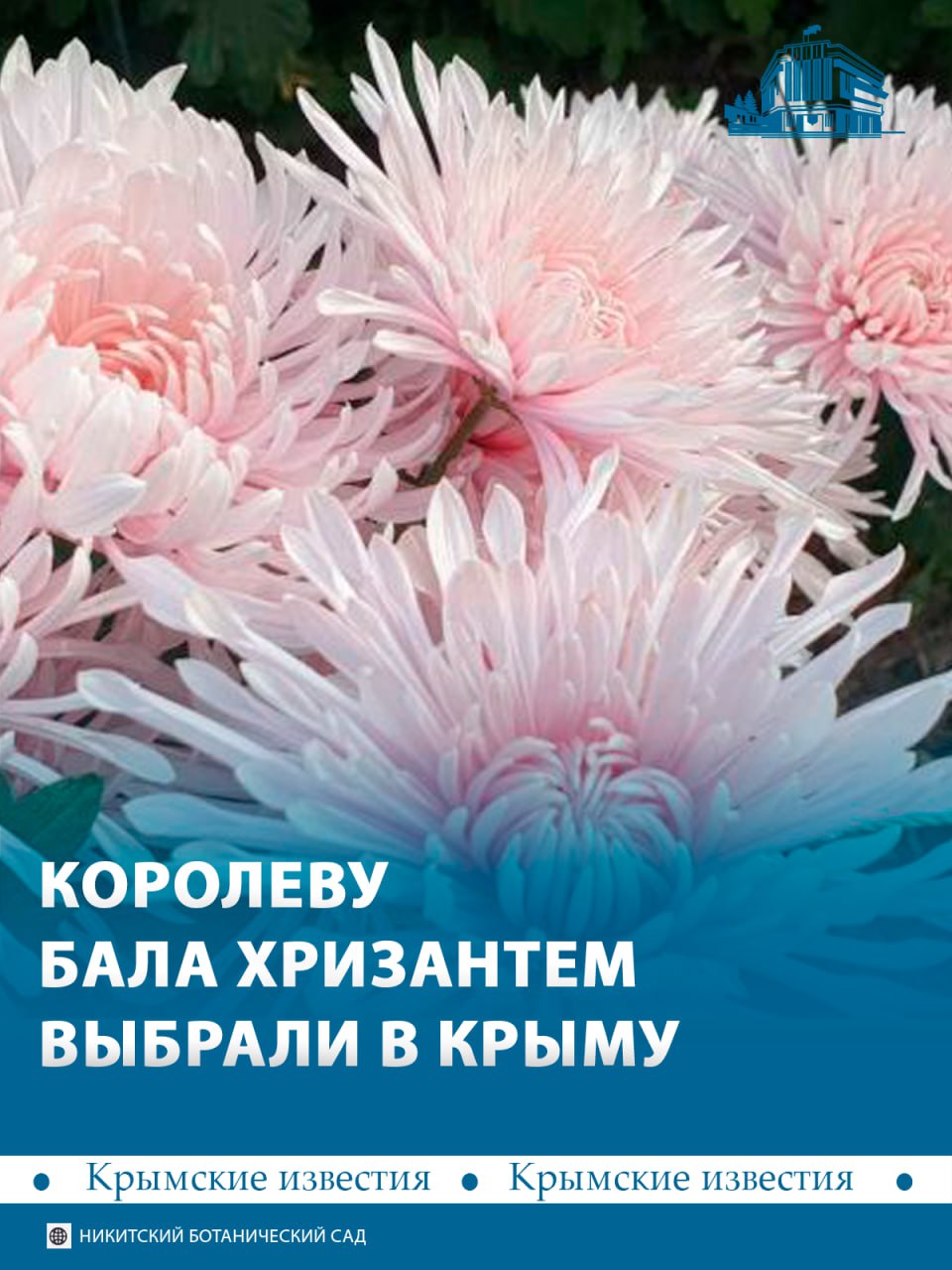 Королеву бала хризантем выбрали в Никитском ботаническом саду