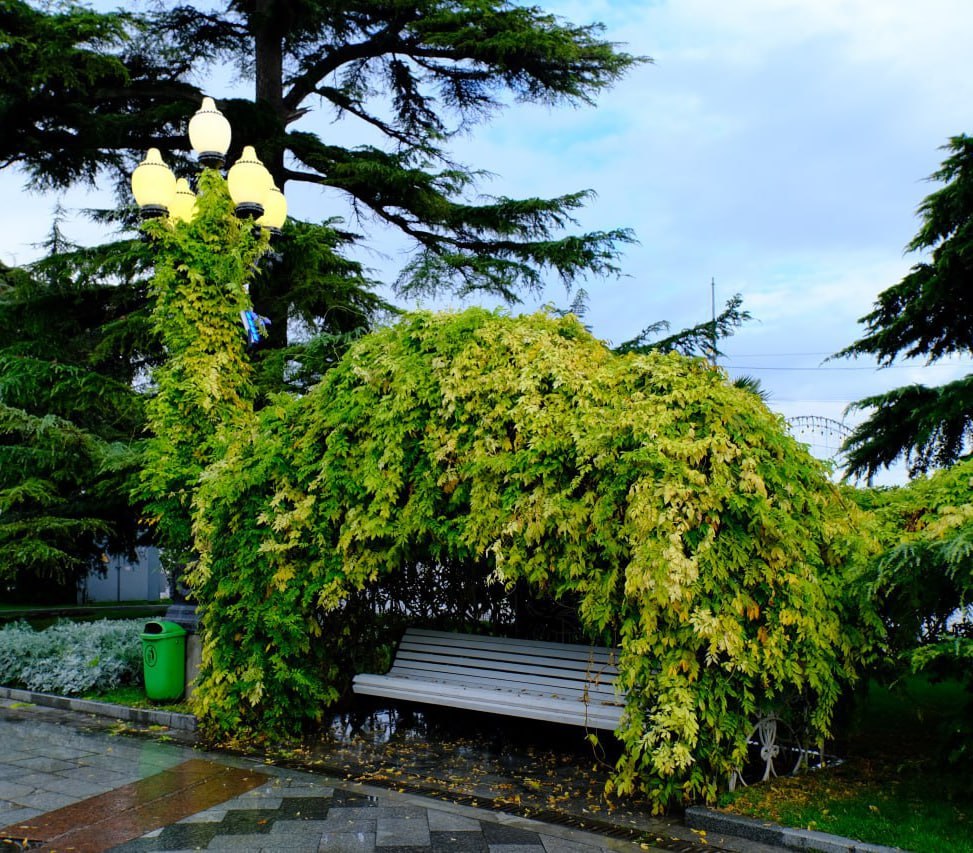 Янина Павленко: Еще один шаг к тому, чтобы Ялта сияла в прямом смысле слова Янина Павленко: Еще один шаг к тому, чтобы Ялта сияла в прямом смысле слова