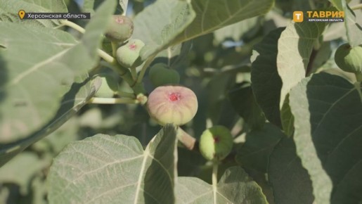  :   ,     ,      20302035 