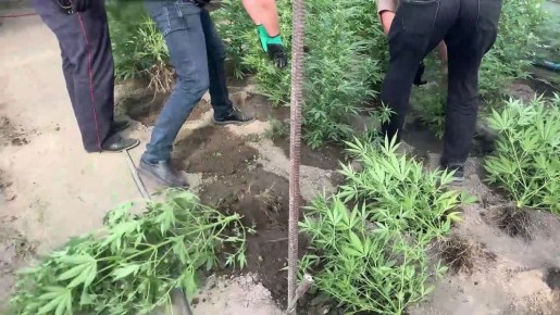 6 декабря — День образования подразделений по контролю за оборотом наркотиков МВД России