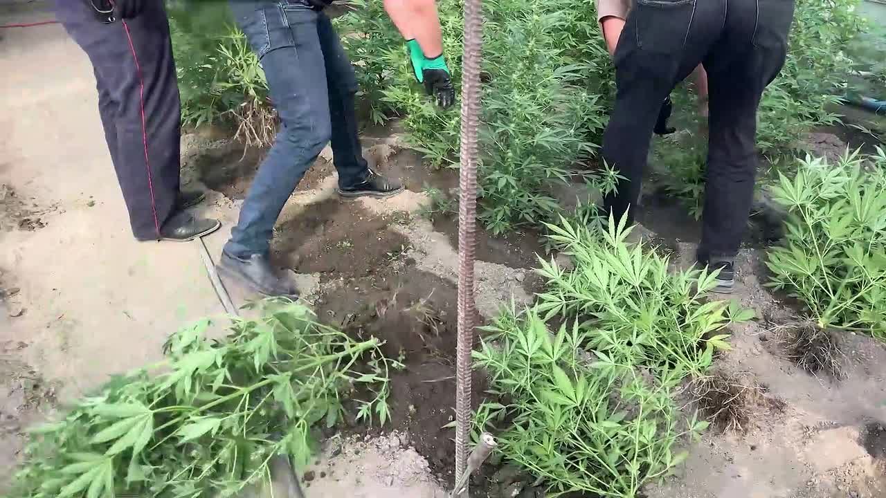 6 декабря — День образования подразделений по контролю за оборотом наркотиков МВД России