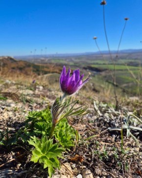 В Крыму зацвела сон-трава