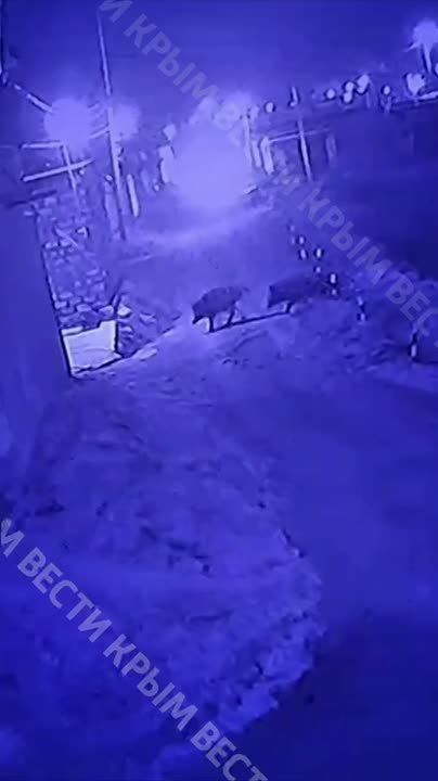Ночные гости в Керчи: Камеры наблюдения засняли прогулку диких кабанов по кооперативу