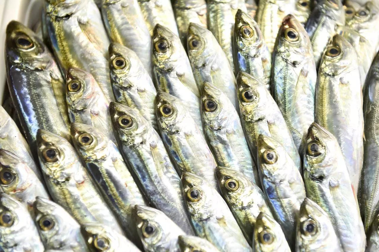 Севастопольцы купили 18 тонн рыбы по соцакции "Рыбный день" с начала года