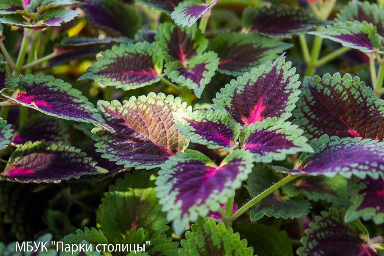 Весна ещё далеко, но красота будущих цветников создаётся уже сейчас! Весна ещё далеко, но красота будущих цветников создаётся уже сейчас!