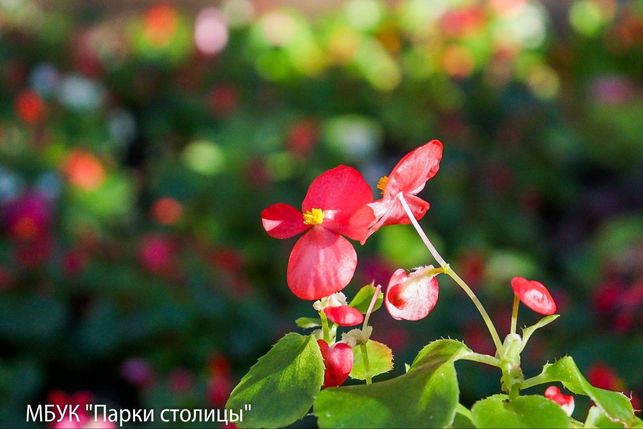 Весна ещё далеко, но красота будущих цветников создаётся уже сейчас! Весна ещё далеко, но красота будущих цветников создаётся уже сейчас!