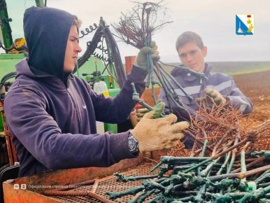 В этом году севастопольские аграрии заложили 264 гектара новых виноградников