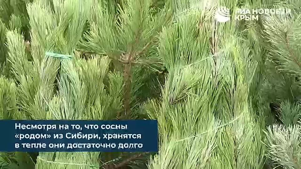 Первые елочные базары уже открылись в Симферополе