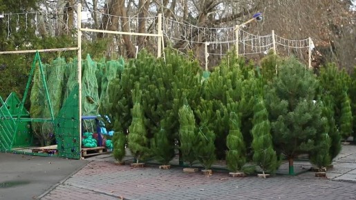 В Симферополе открыта первая торговая точка по продаже новогодних ёлок!