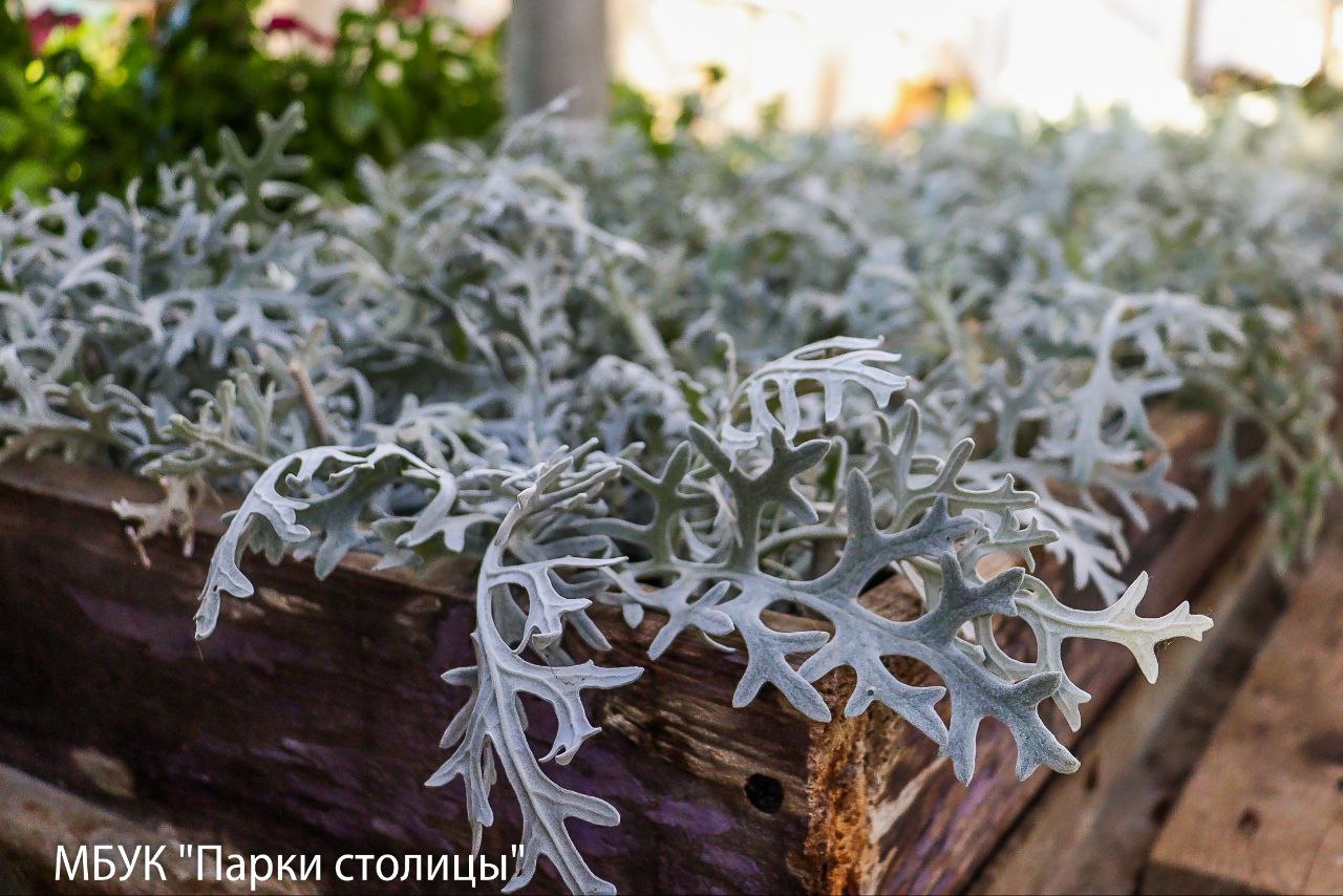 Весна ещё далеко, но красота будущих цветников создаётся уже сейчас! Весна ещё далеко, но красота будущих цветников создаётся уже сейчас!