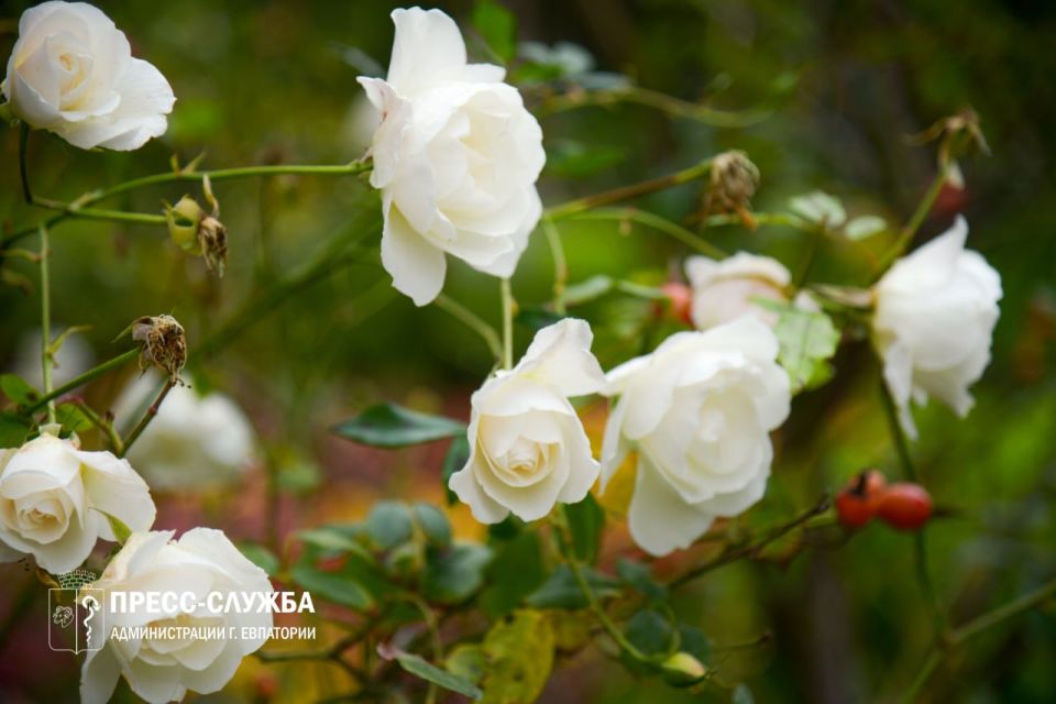 Доброе утро, Евпатория!. Температура воздуха поднимется сегодня до +9°С