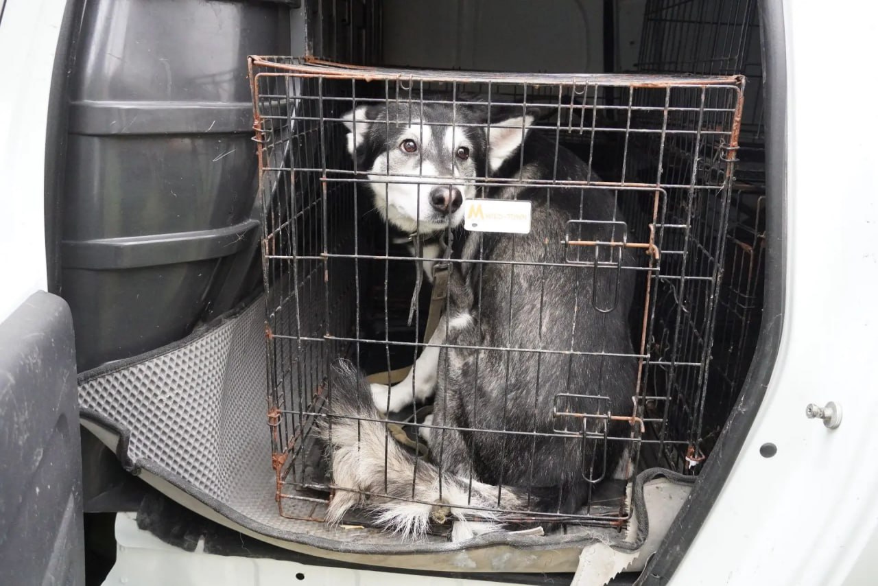 От жителей многоквартирного дома по улице Суворова стали поступать многочисленные жалобы: в одной из квартир поселился новый жилец с собакой породы маламут От жителей многоквартирного дома по улице Суворова стали поступать многочисленные жалобы: в одной из квартир поселился новый жилец с собакой породы маламут