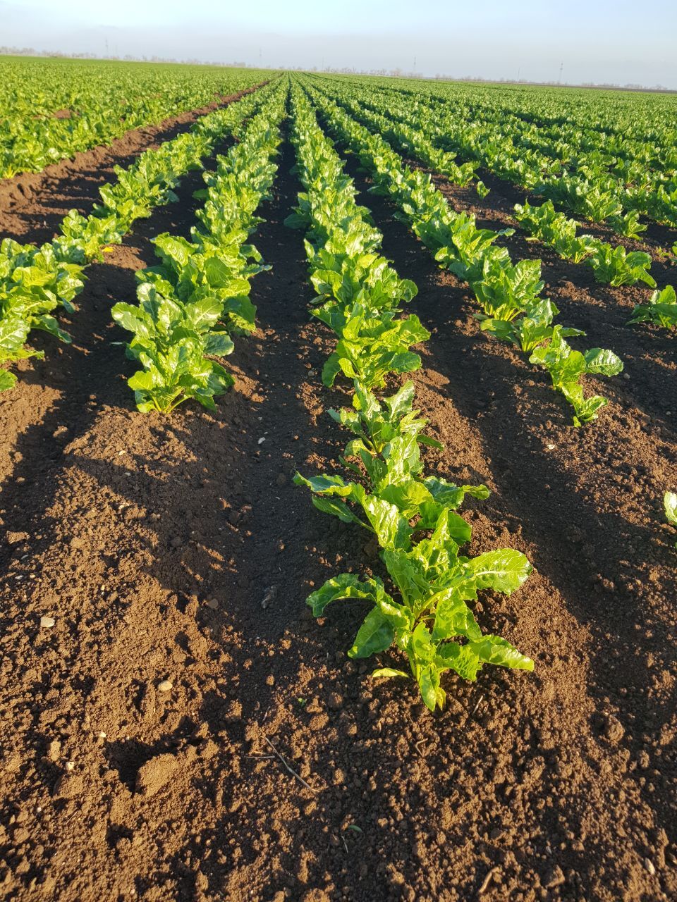 С целью обследования посевов озимых культур специалисты отдела по развитию сельского хозяйства администрации Сакского района провели плановые выезды во Фрунзенское и Ивановское сельские поселения С целью обследования посевов озимых культур специалисты отдела по развитию сельского хозяйства администрации Сакского района провели плановые выезды во Фрунзенское и Ивановское сельские поселения