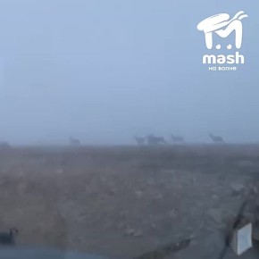 жик-таки нашёл свою косулю в тумане под Ялтой