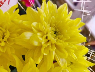 С добрым утром, Армянск!. Начинайте день с приятных воспоминаний и новых открытий и не забывайте улыбаться! Сегодня в Армянске пасмурно (возможен слабый дождь), t + 5 - +6, ветер умеренный, юго-западный.СС