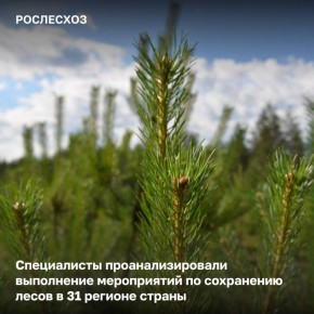 Рослесинфорг (подведомственная организация Рослесхоза) завершил анализ качества и результативности мероприятий по сохранению лесов