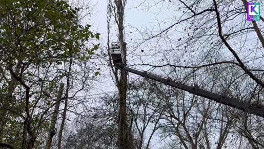 В городе продолжается планомерная работа по сносу аварийных деревьев