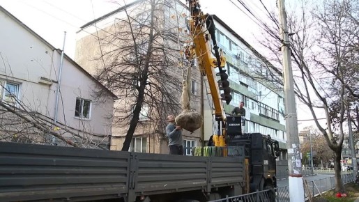 В Симферополе высаживают 40 тысяч тюльпанов и нарциссов