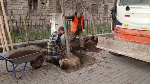 К компенсационной высадке лип приступили на улице Гоголя