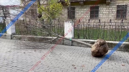 В Севастополе высадят десятки новых деревьев