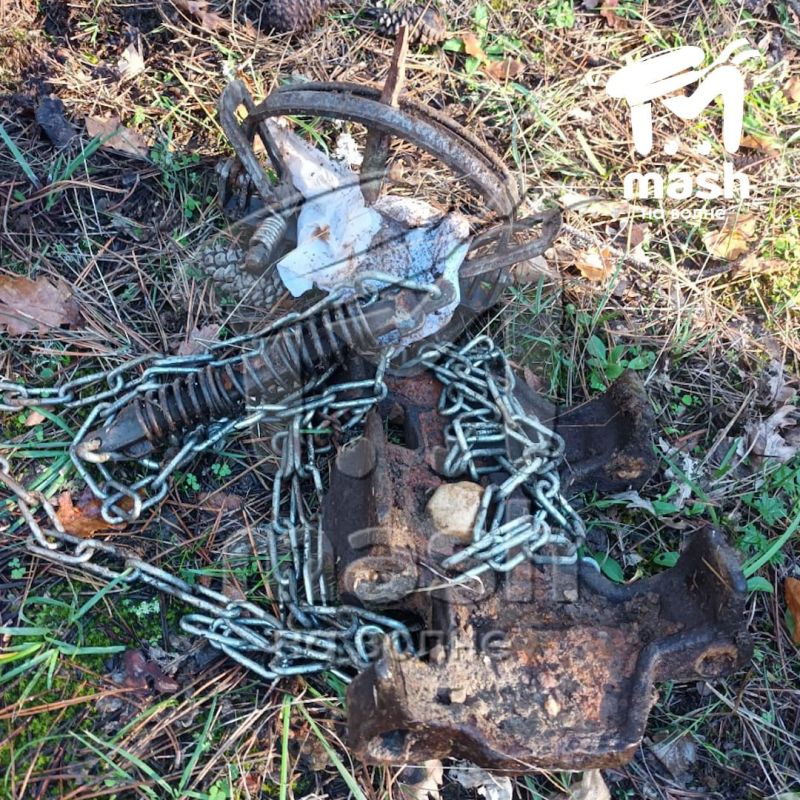 Домашняя собака попала в капкан на лесной тропе под Бахчисараем Домашняя собака попала в капкан на лесной тропе под Бахчисараем