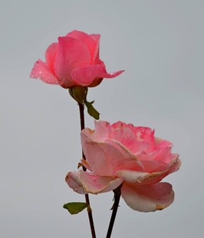 Доброе утро, Симферополь. #утро #Симферополь