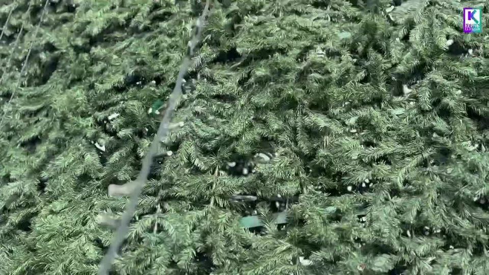 В Керчи приступили к украшению главной городской елки