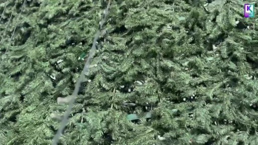 В Керчи приступили к украшению главной городской елки