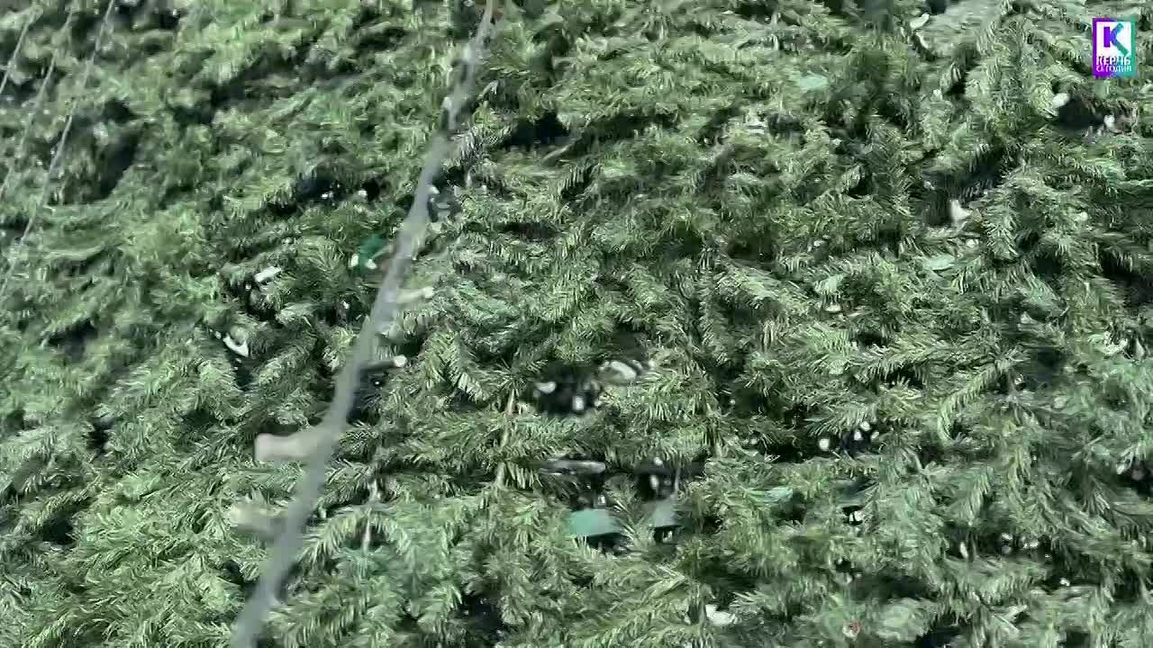 В Керчи приступили к украшению главной городской елки