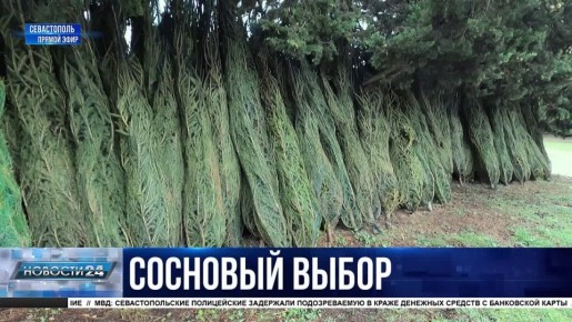 Новогоднее чудо. Как выбрать хвойное дерево на ёлочном базаре?