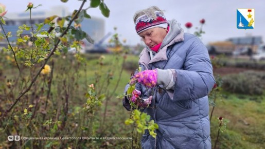 Завершаем высадку весенних цветов на клумбах Севастополя