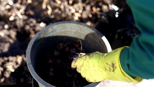 В Симферополе высаживают нарциссы и тюльпаны