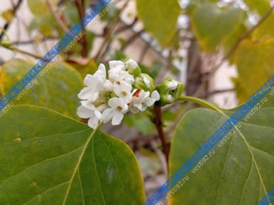 Перед похолоданием в Севастополе распустились цветы
