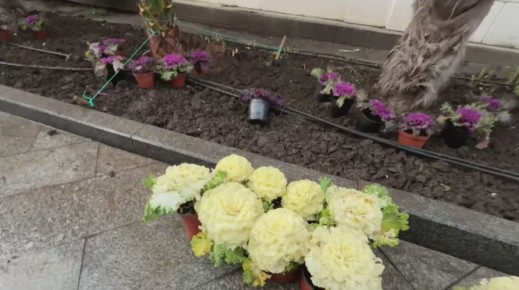 Янина Павленко: Сказочная Ялта. Украшаем город и цветами, и праздничной иллюминацией!