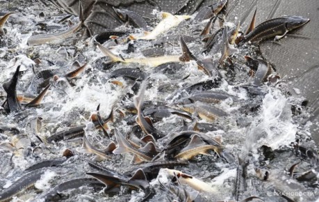 В Азовском море запасы осетровых за последние 10 лет выросли "практически с нуля" до 3 тыс тонн, сообщило Росрыболовство