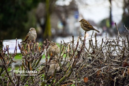 Сильный ветер и похолодание: прогноз погоды в Крыму на выходные