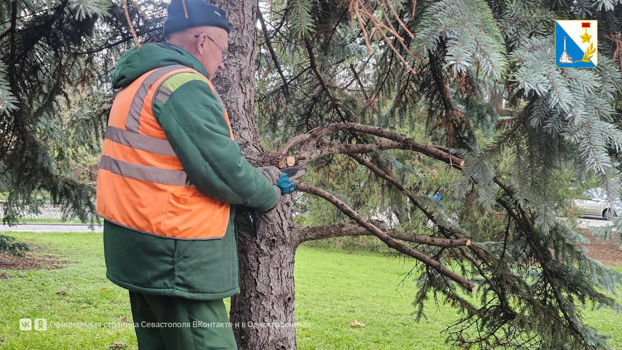 Заботимся о деревьях Севастополя