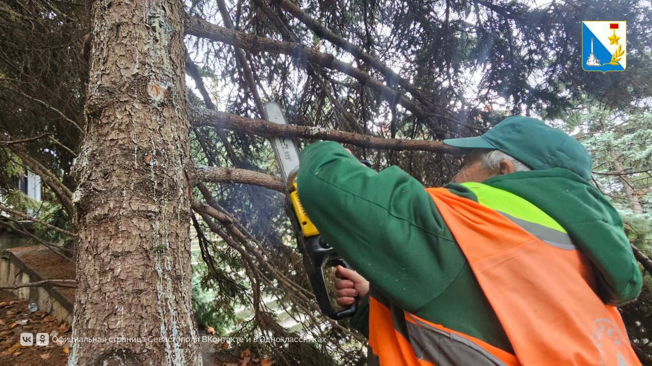 Заботимся о деревьях Севастополя Заботимся о деревьях Севастополя