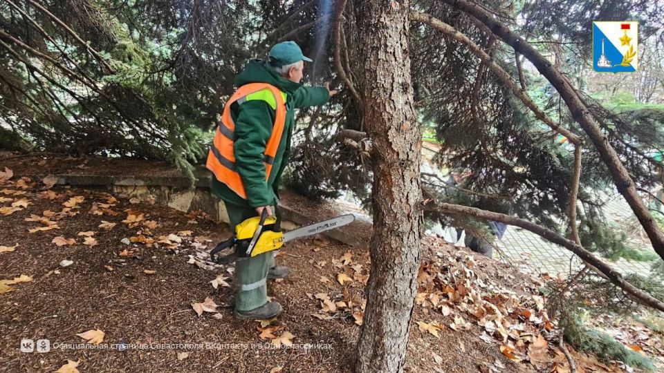 Заботимся о деревьях Севастополя Заботимся о деревьях Севастополя