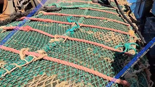 В Севастополь доставили 230 тонн черноморской хамсы