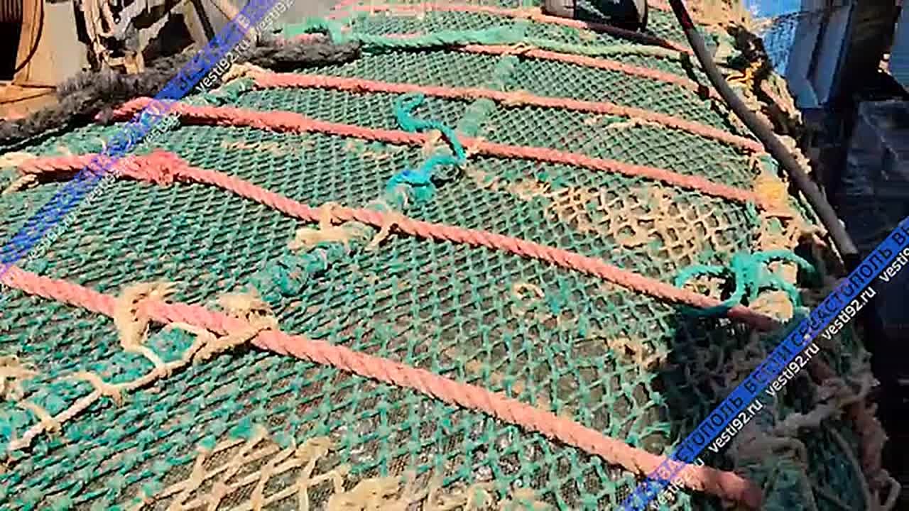 В Севастополь доставили 230 тонн черноморской хамсы