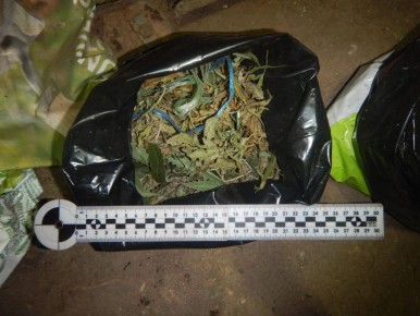 Жителя Кировского района выращивание наркосодержащих растений привело на скамью подсудимых