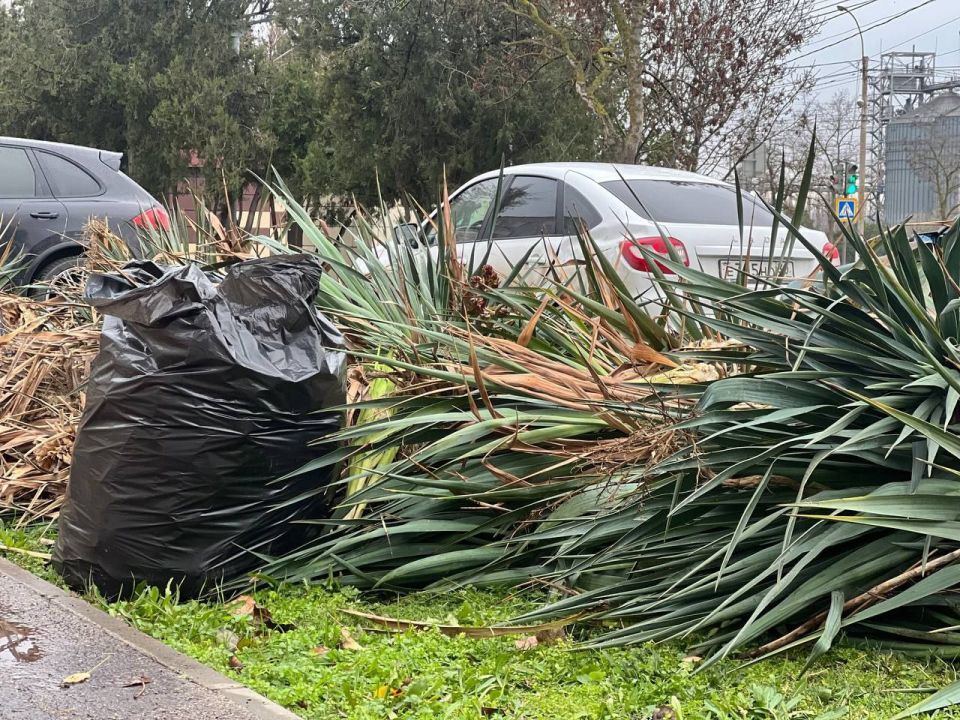 Продолжается регулярная работа по уходу за зелеными насаждениями Продолжается регулярная работа по уходу за зелеными насаждениями