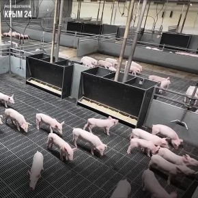 В Симферопольском районе действует одно из ведущих предприятий отрасли животноводства в Крыму — племенной завод по разведению свиней крупной белой породы