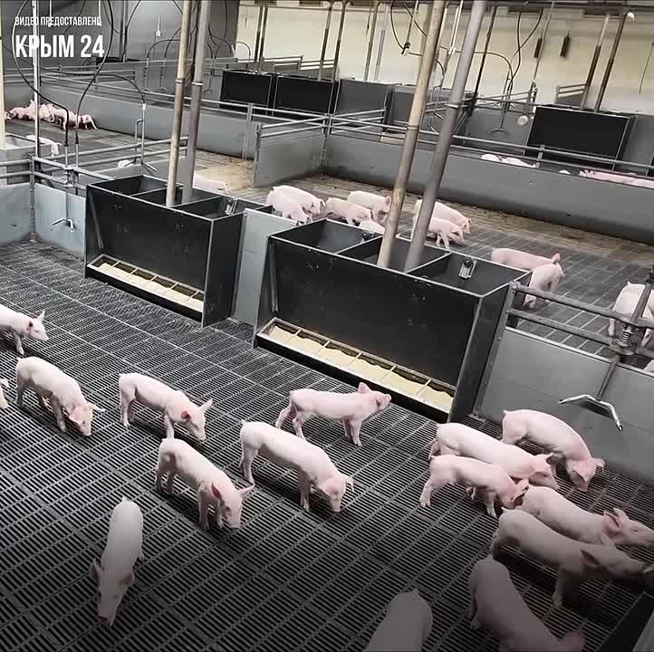 В Симферопольском районе действует одно из ведущих предприятий отрасли животноводства в Крыму — племенной завод по разведению свиней крупной белой породы