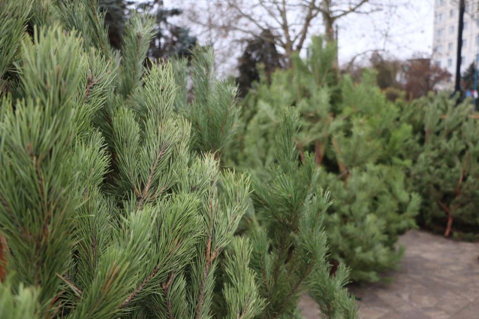 Керчь готовится к Новому году Керчь готовится к Новому году