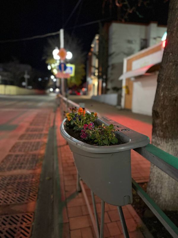 Кирилл Чебышев: В преддверии Нового года по улице Ленина началась установка 140 кашпо с живыми зимостойкими цветами Кирилл Чебышев: В преддверии Нового года по улице Ленина началась установка 140 кашпо с живыми зимостойкими цветами