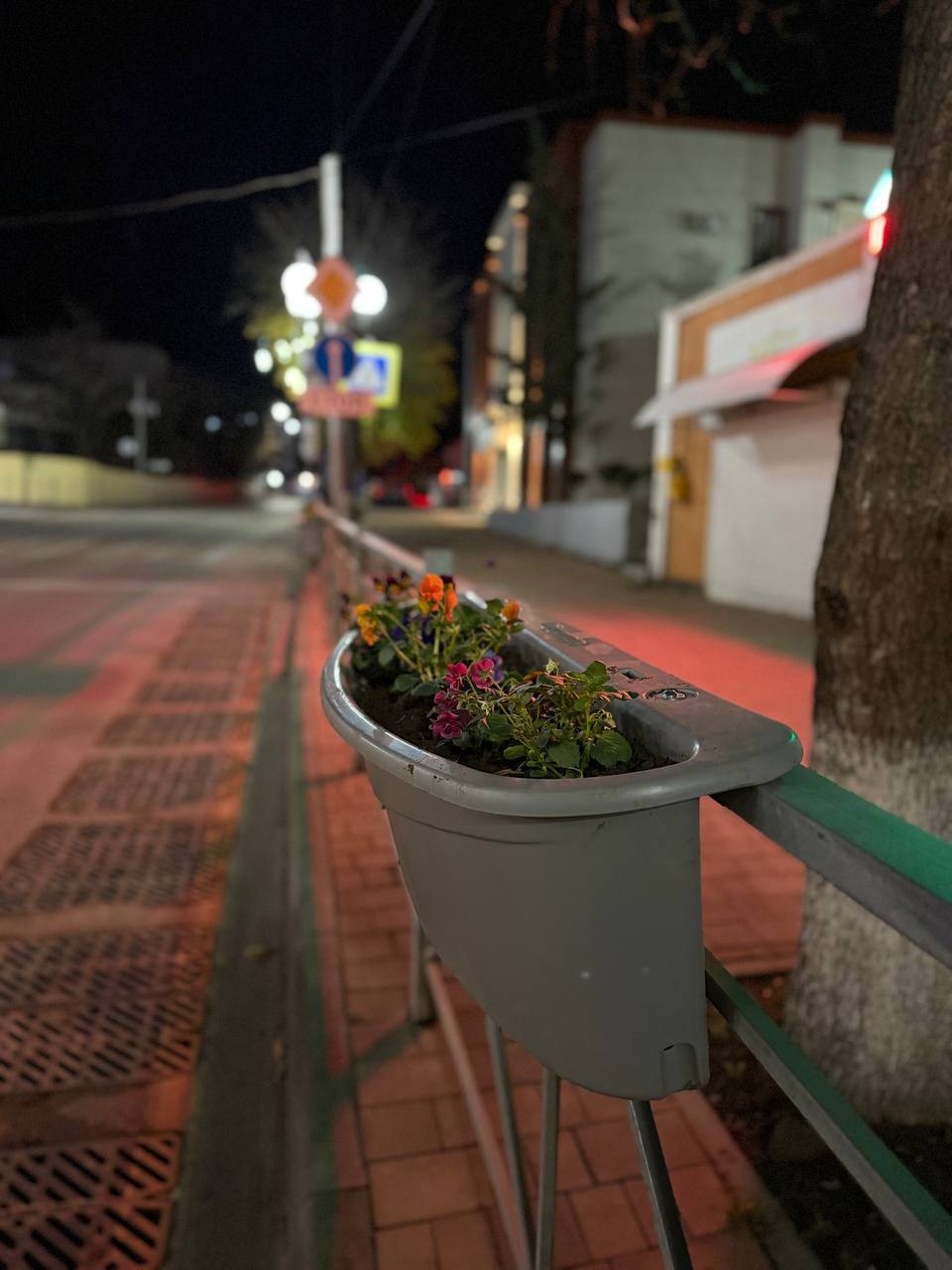 Кирилл Чебышев: В преддверии Нового года по улице Ленина началась установка 140 кашпо с живыми зимостойкими цветами Кирилл Чебышев: В преддверии Нового года по улице Ленина началась установка 140 кашпо с живыми зимостойкими цветами