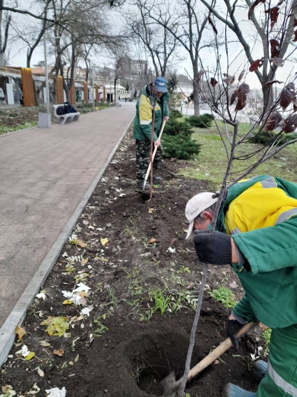 В Феодосии продолжается высадка молодых деревьев В Феодосии продолжается высадка молодых деревьев